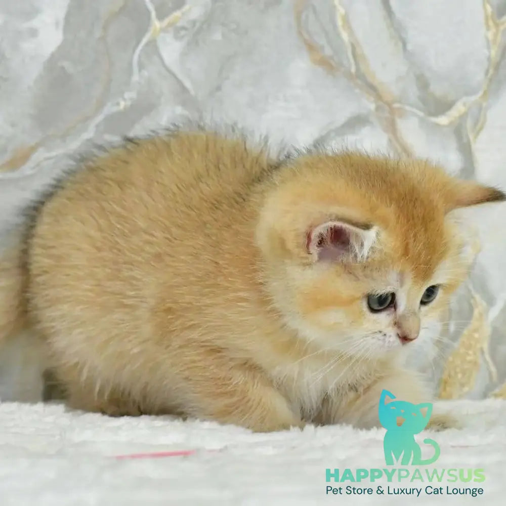 Milka Scottish Straight female black golden shaded - live animals