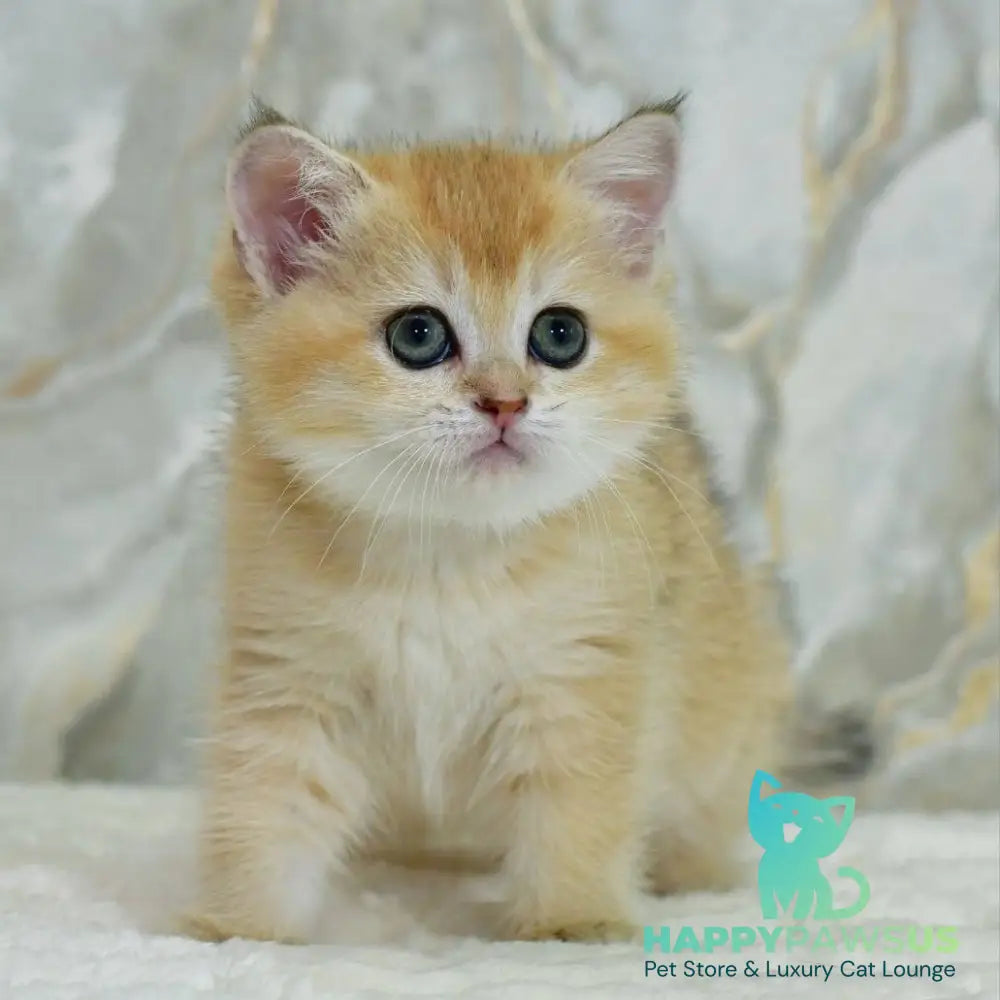 Milka Scottish Straight female black golden shaded - live animals