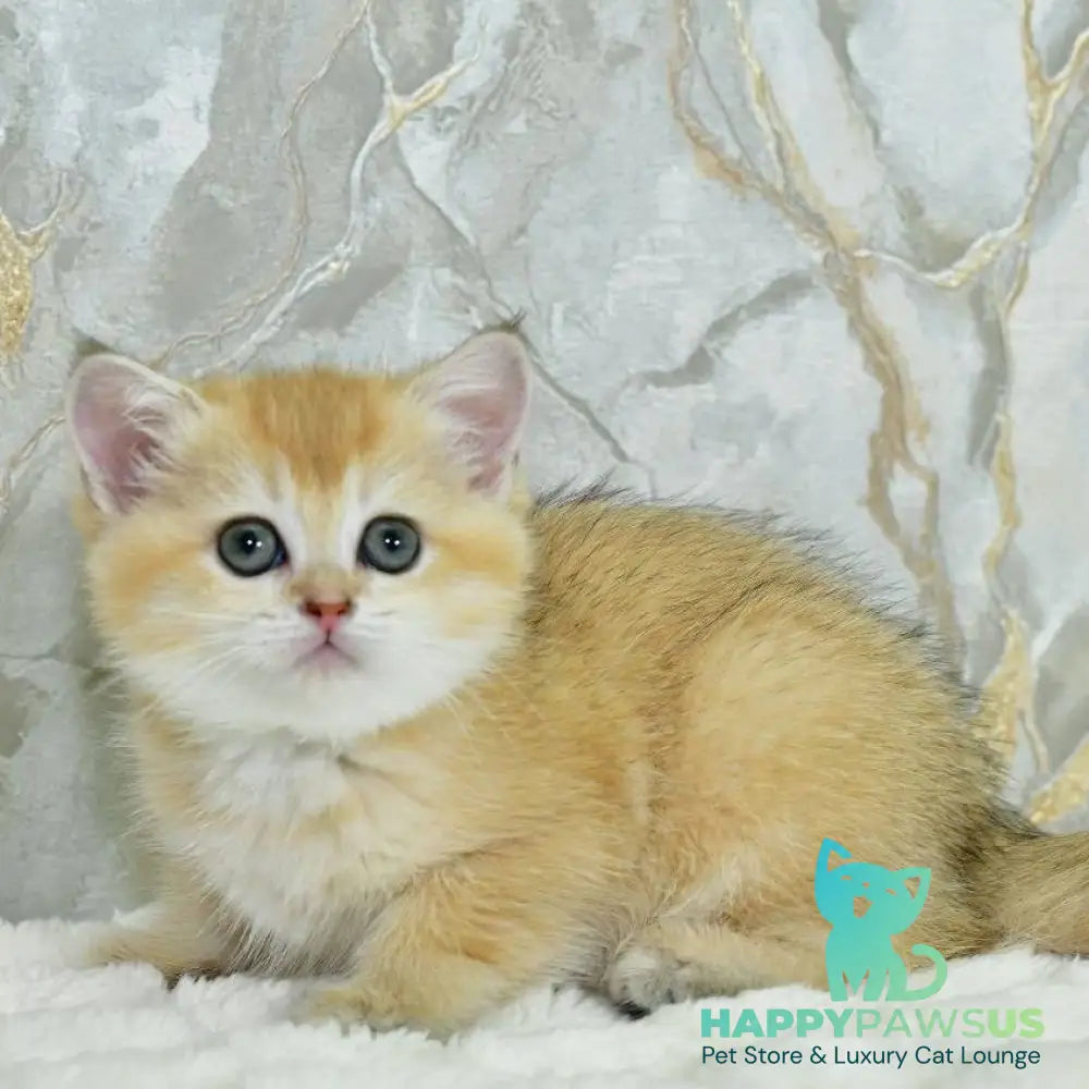 Milka Scottish Straight female black golden shaded - live animals