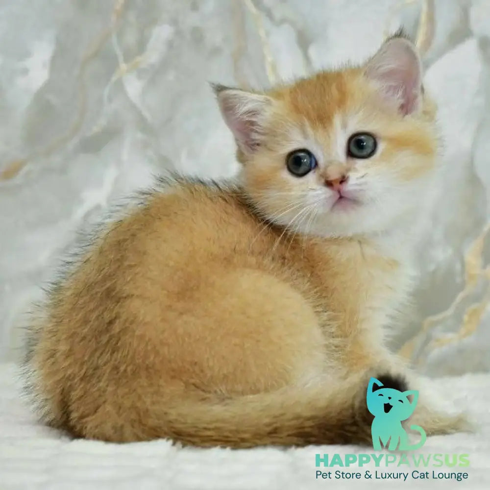 Milka Scottish Straight female black golden shaded - live animals