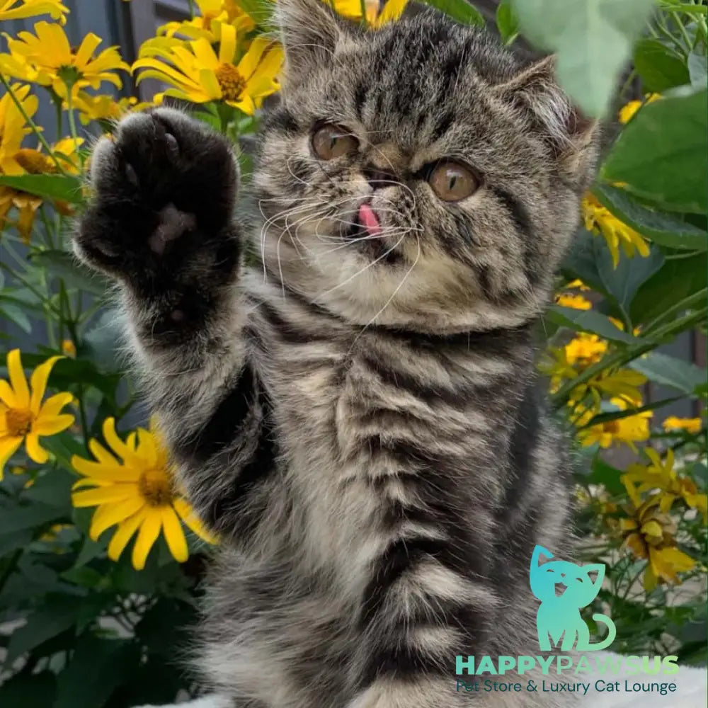 Milky Way Exotic male black tabby - live animals