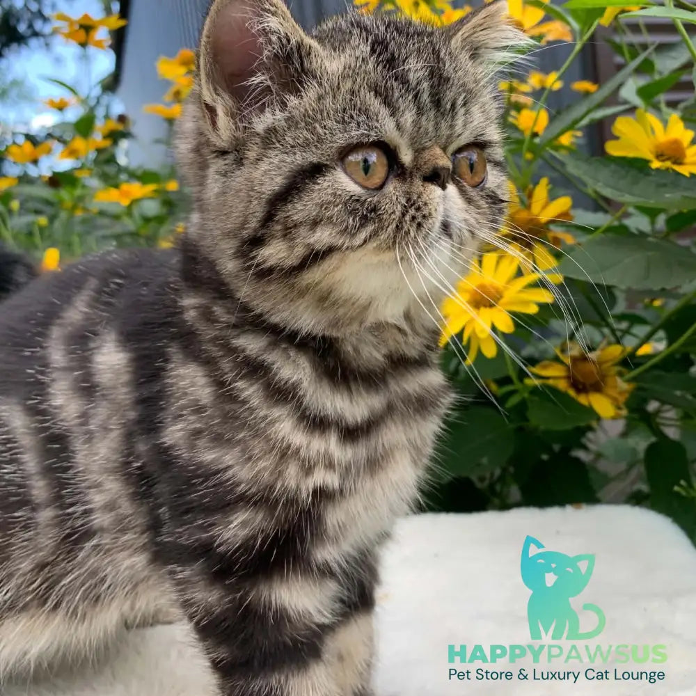 Milky Way Exotic male black tabby - live animals