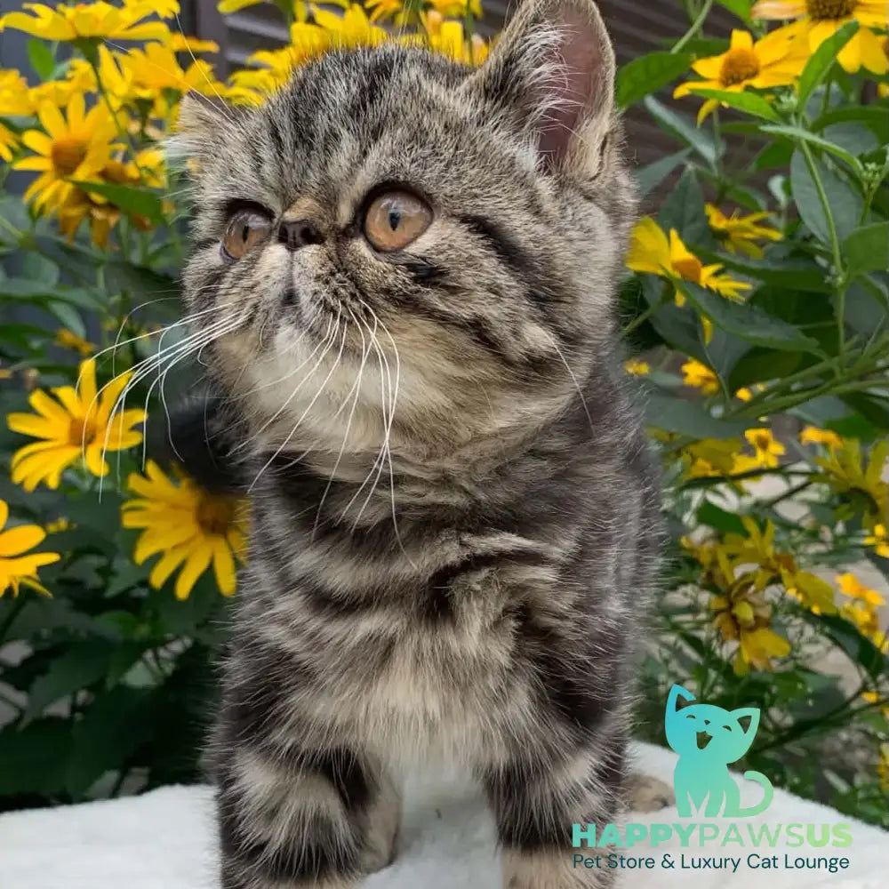 Milky Way Exotic male black tabby - live animals