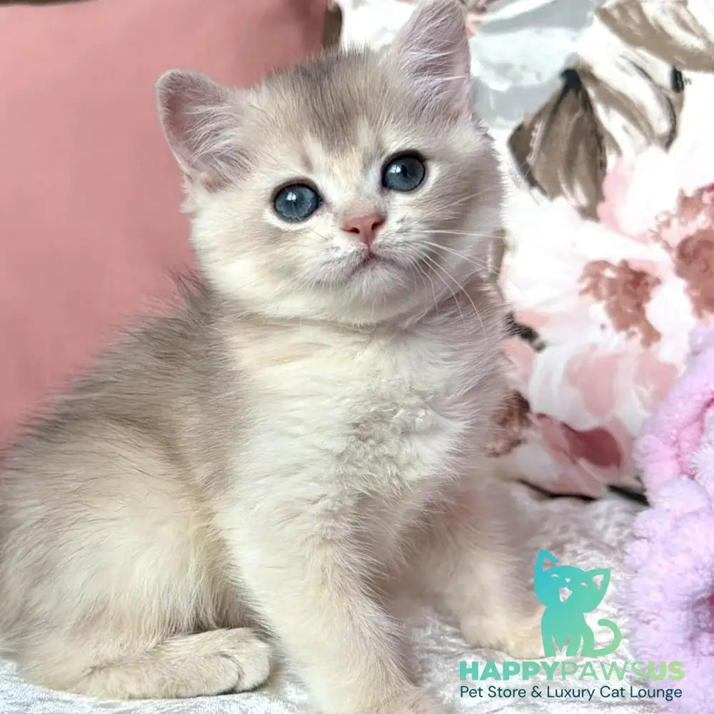 Milla British Shorthair female blue golden chinchilla - live animals
