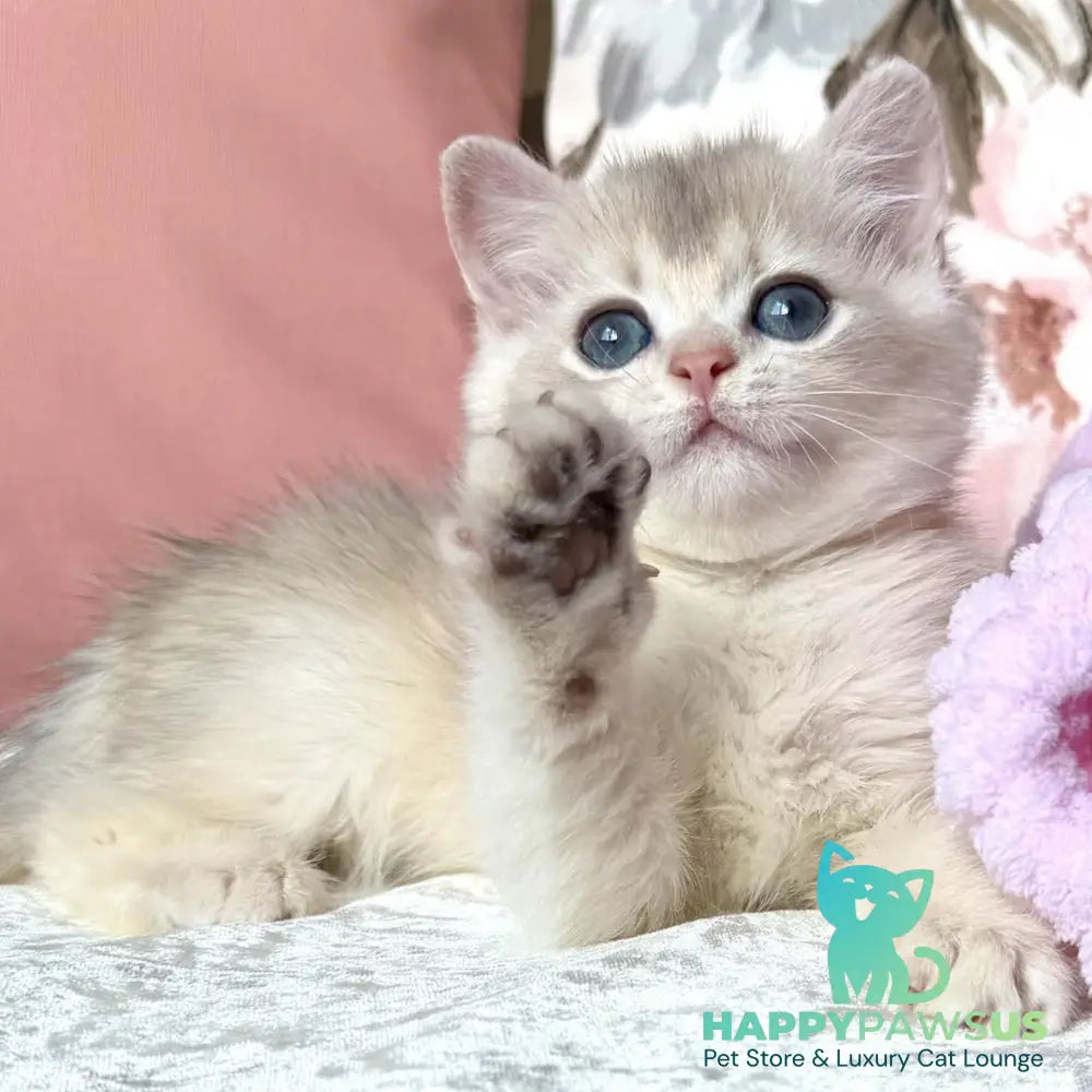 Milla British Shorthair female blue golden chinchilla - live animals