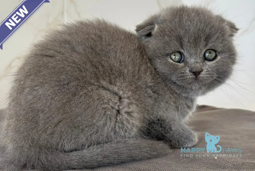 Milla Scottish Fold female blue live animals