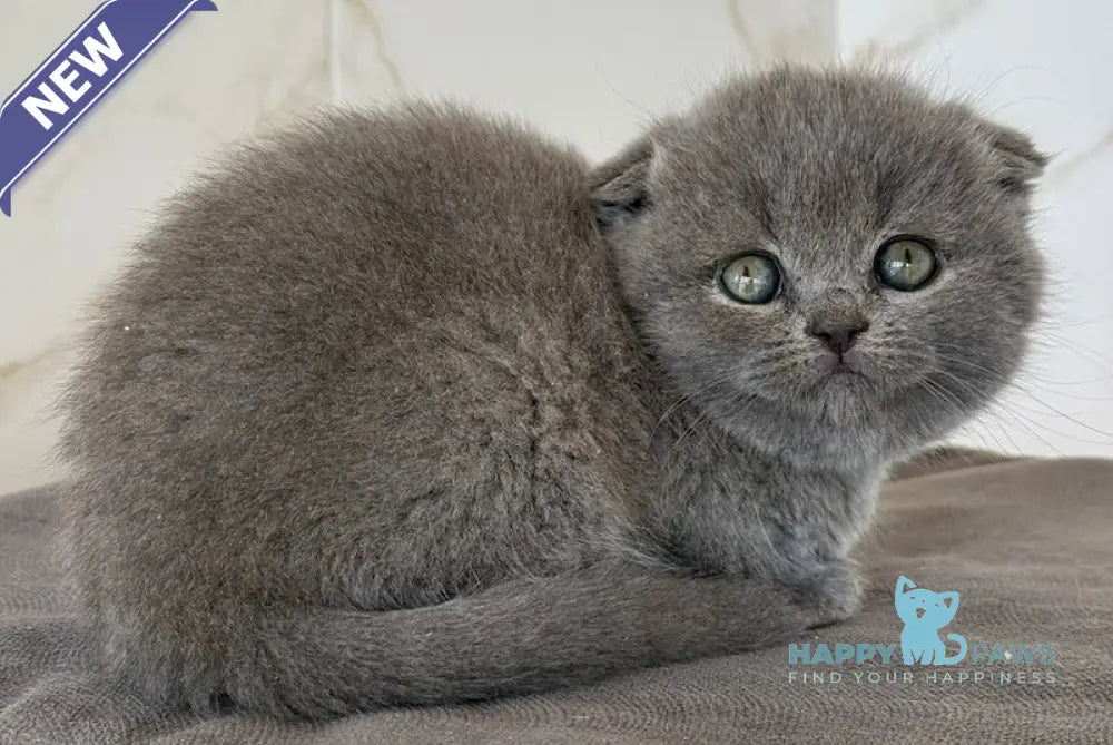 Milla Scottish Fold female blue live animals