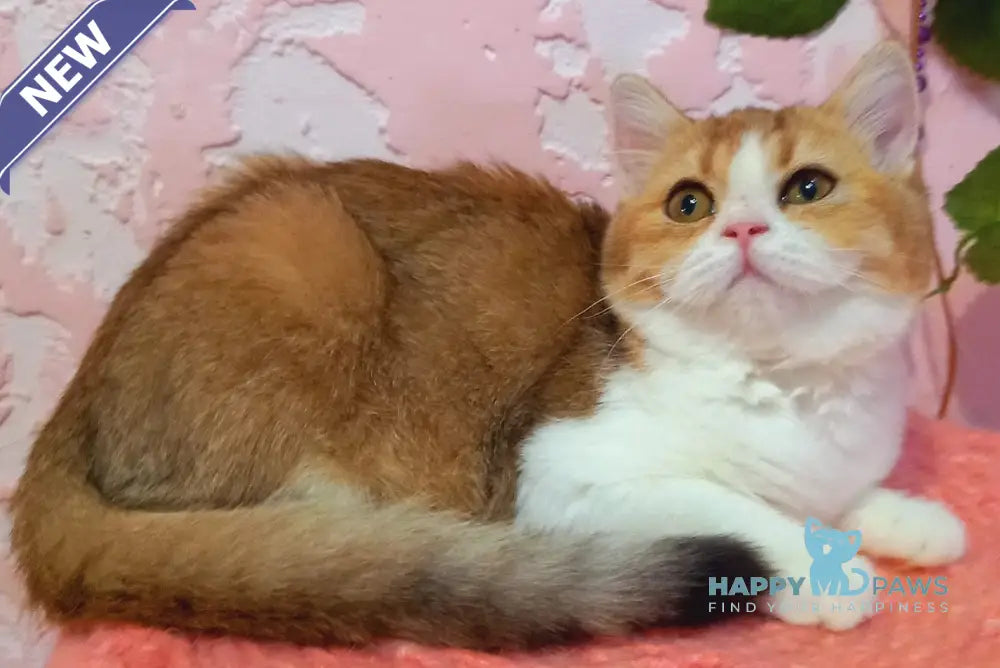 Milla Scottish Straight female black golden shaded bicolour live animals