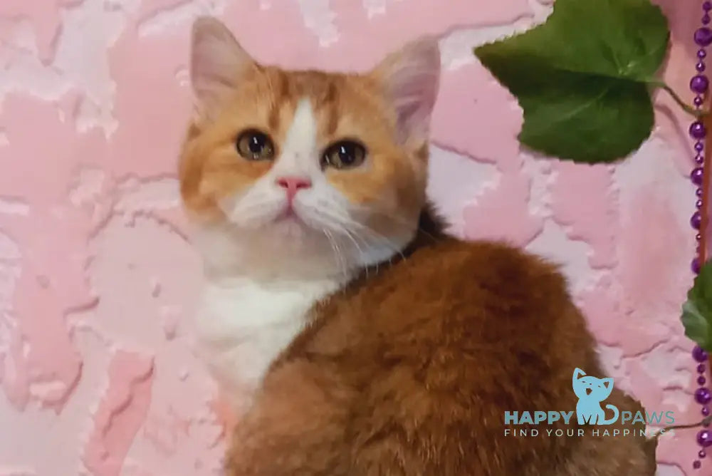 Milla Scottish Straight female black golden shaded bicolour live animals