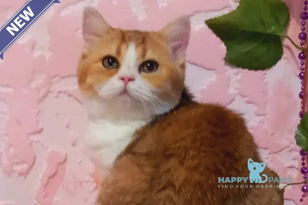 Milla Scottish Straight female black golden shaded bicolour live animals