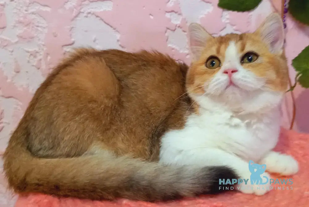 Milla Scottish Straight female black golden shaded bicolour live animals