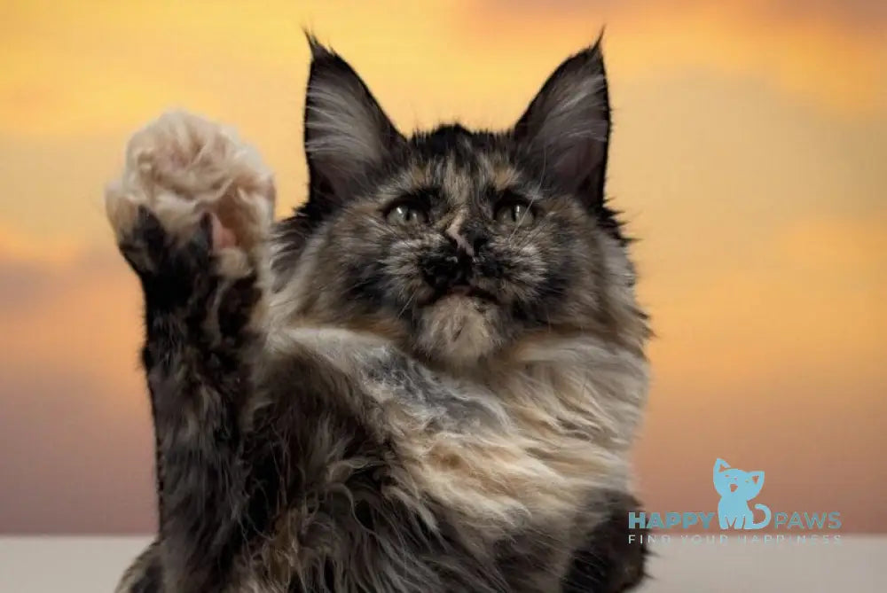 Milli Maine Coon female black tortie live animals