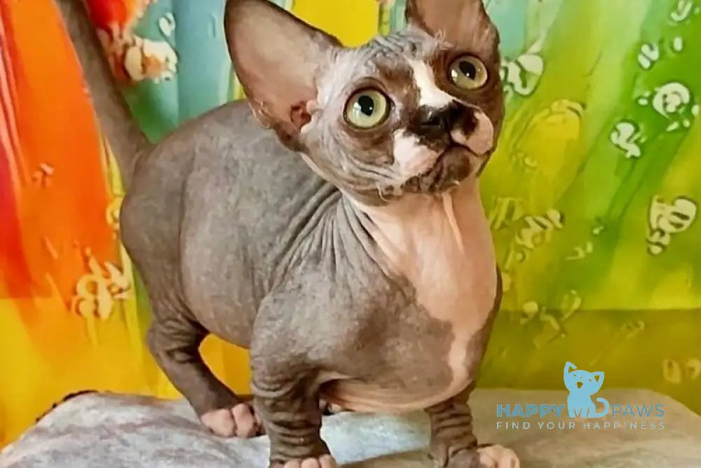 Millie Bambino female black bicolour live animals