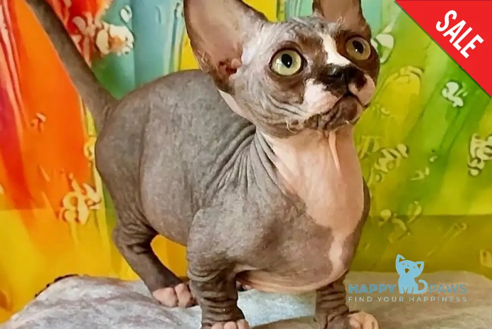 Millie Bambino female black bicolour live animals