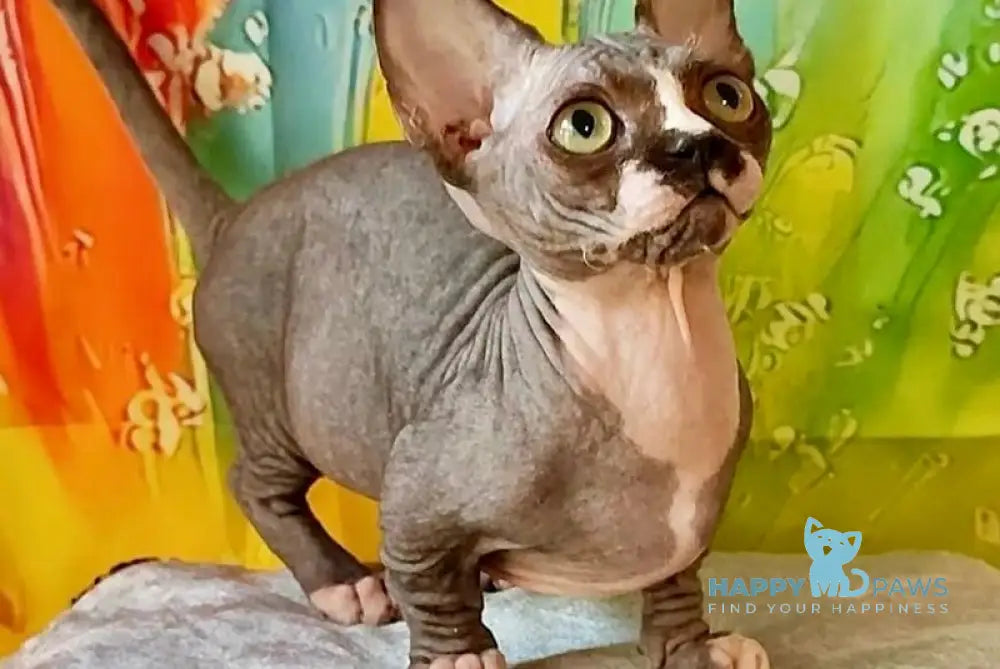 Millie Bambino female black bicolour live animals