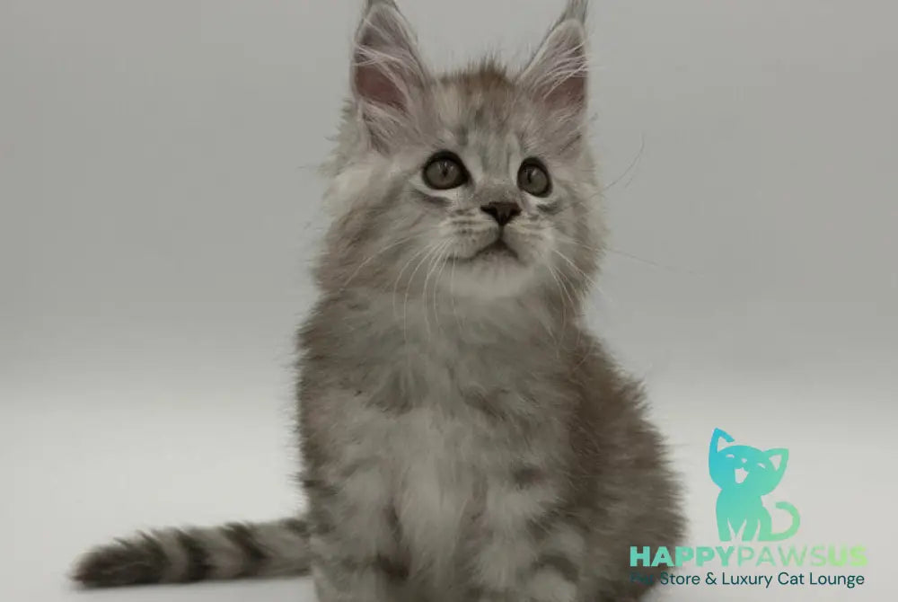 Million Maine Coon male black silver spotted tabby - live animals