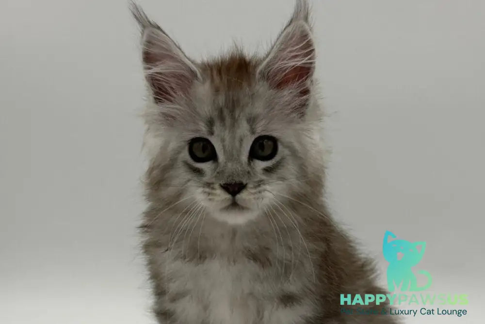 Million Maine Coon male black silver spotted tabby - live animals