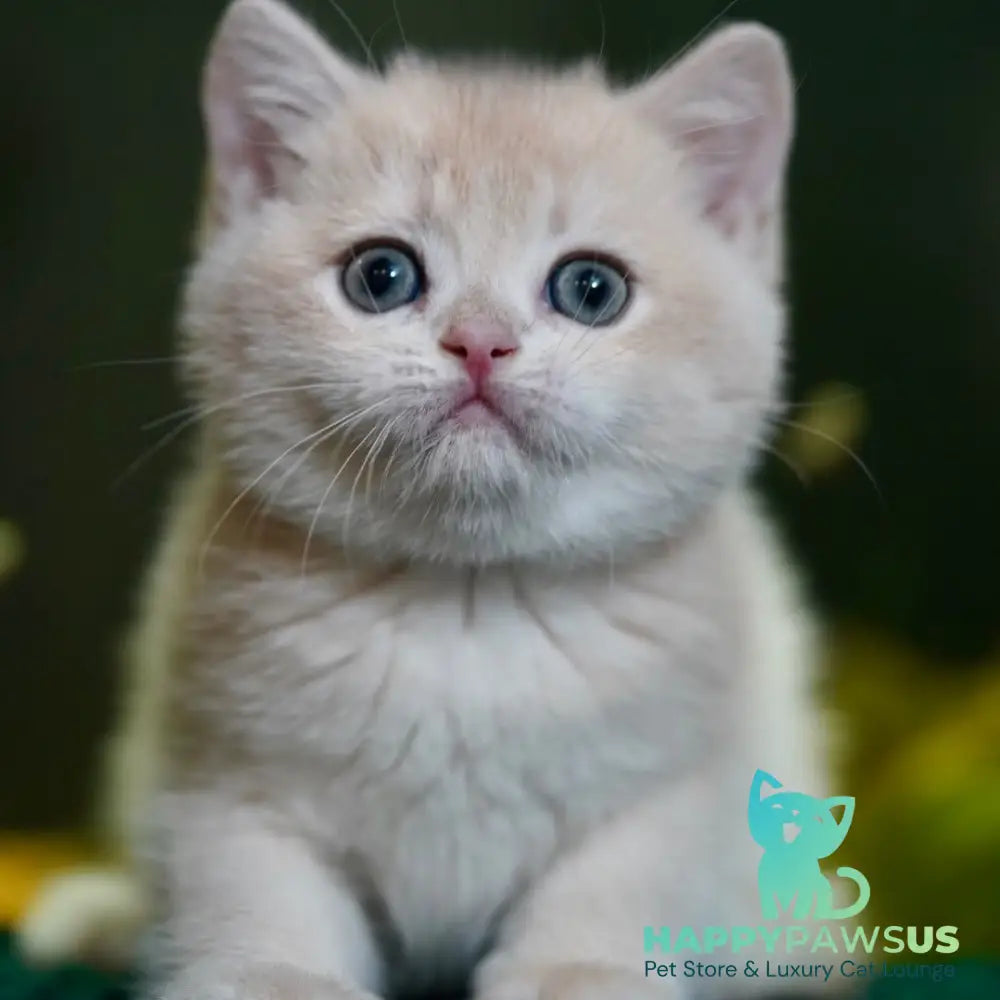 Milo British Shorthair male blue golden chinchilla - live animals