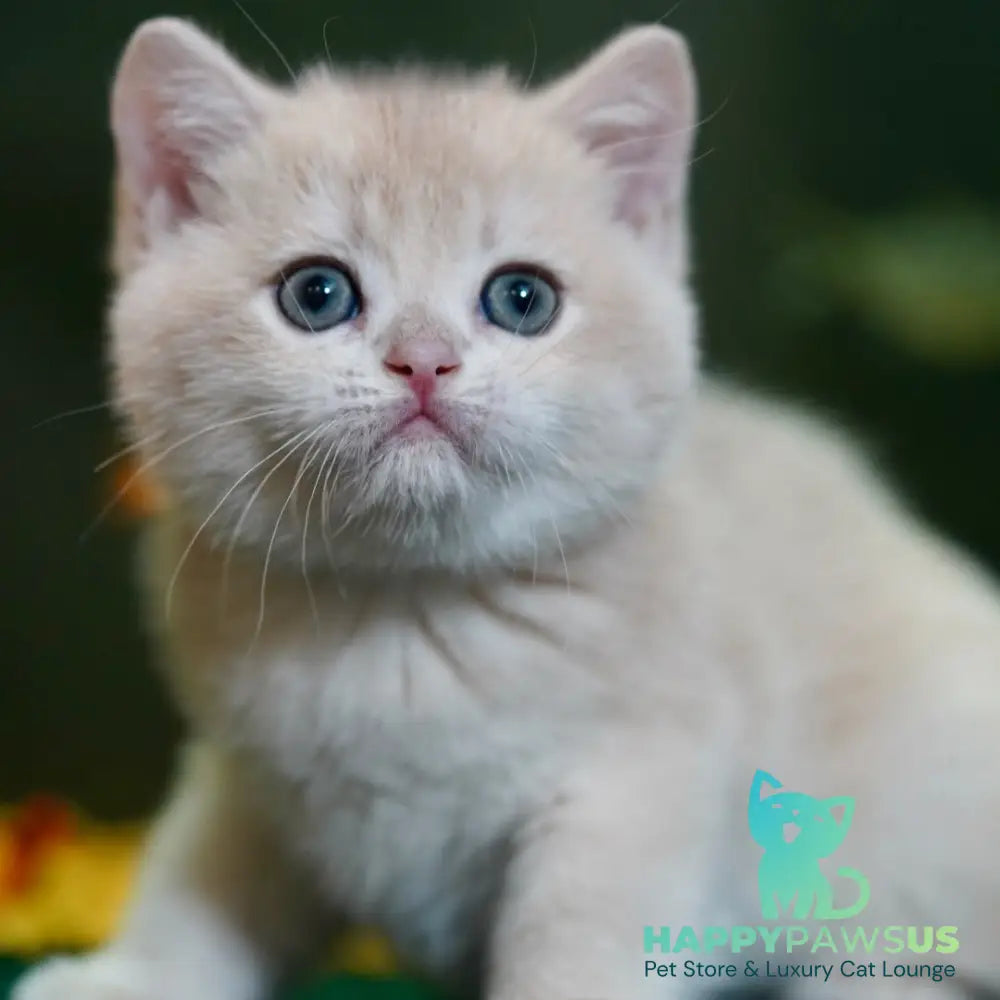 Milo British Shorthair male blue golden chinchilla - live animals