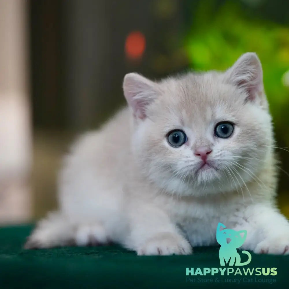 Milo British Shorthair male blue golden chinchilla - live animals