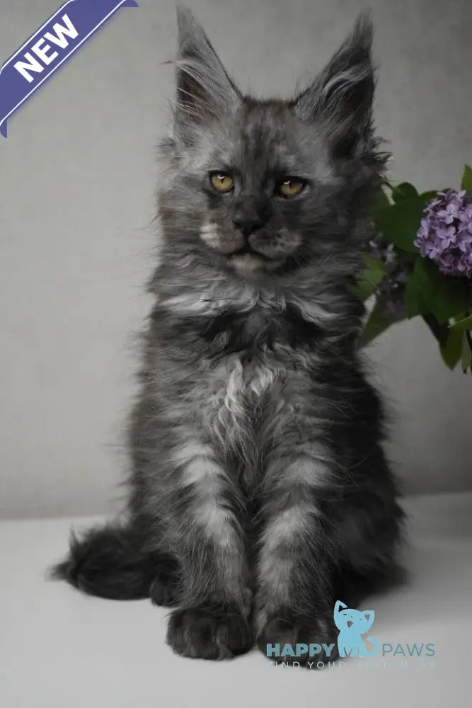Milo Maine Coon male black smoke live animals