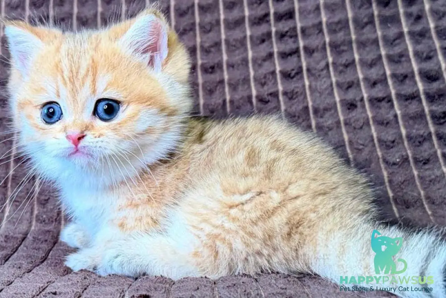 Milo Munchkin male black golden spotted tabby - live animals