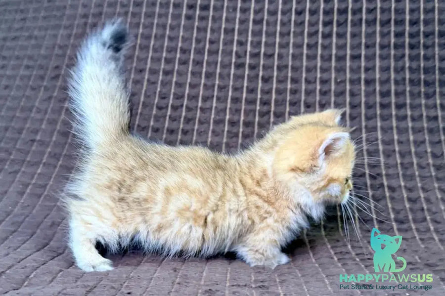 Milo Munchkin male black golden spotted tabby - live animals