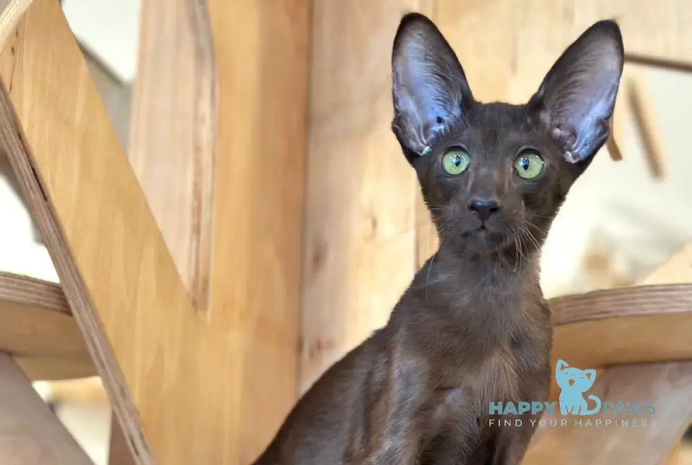Milo Oriental Shorthair male chocolate live animals