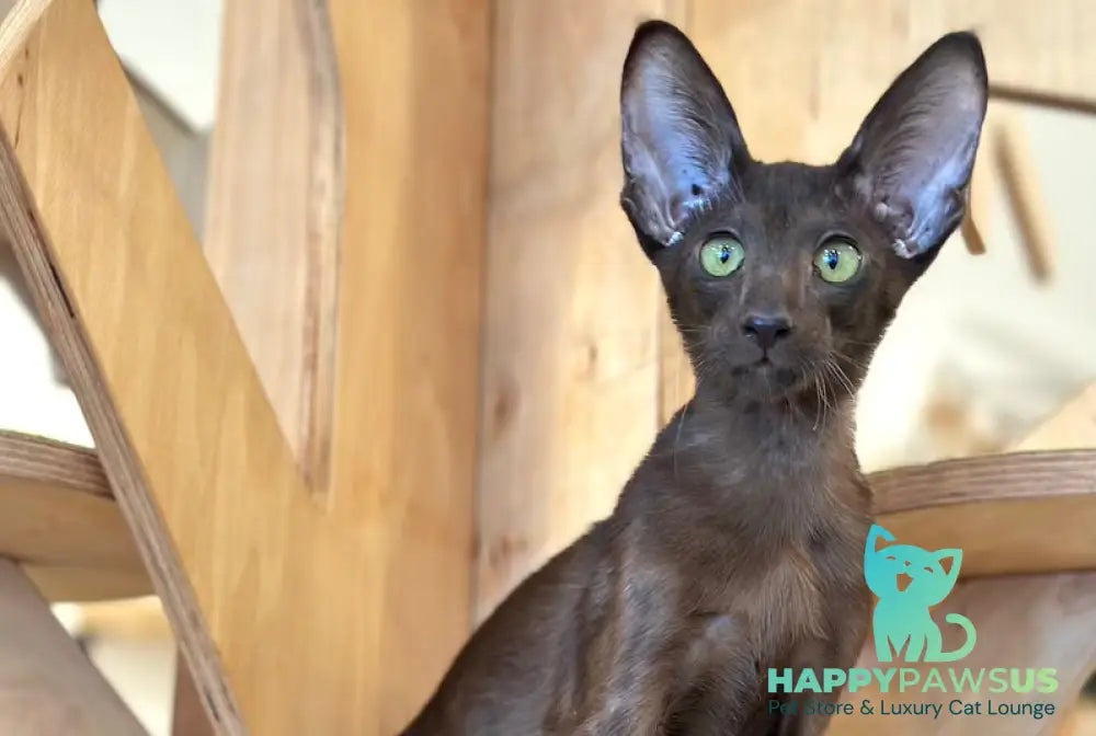 Milo Oriental Shorthair male chocolate live animals