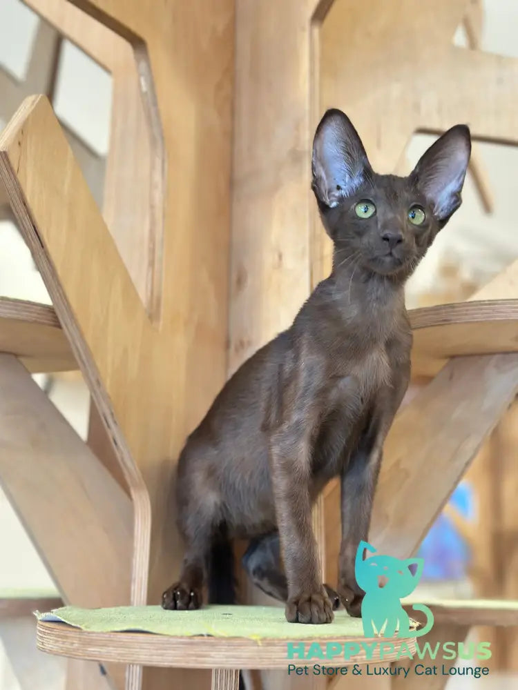 Milo Oriental Shorthair male chocolate live animals