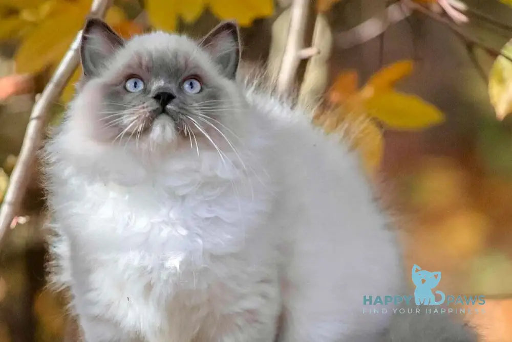 Milo Ragdoll male blue mitted live animals