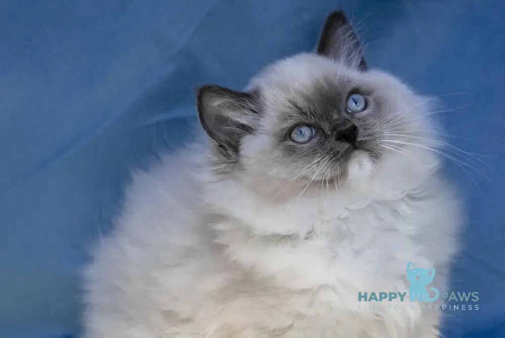 Milo Ragdoll male blue mitted live animals