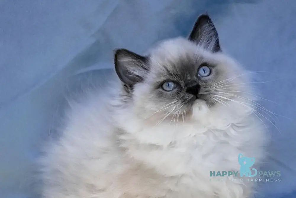 Milo Ragdoll male blue mitted live animals