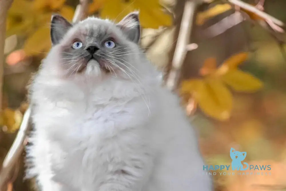 Milo Ragdoll male blue mitted live animals