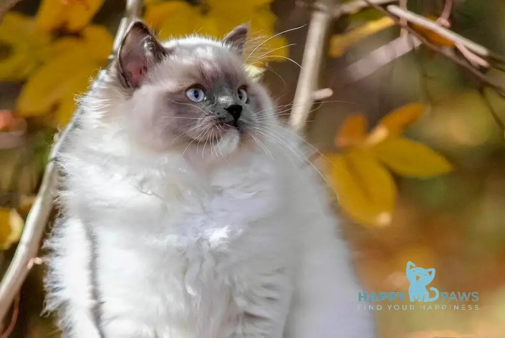 Milo Ragdoll male blue mitted live animals