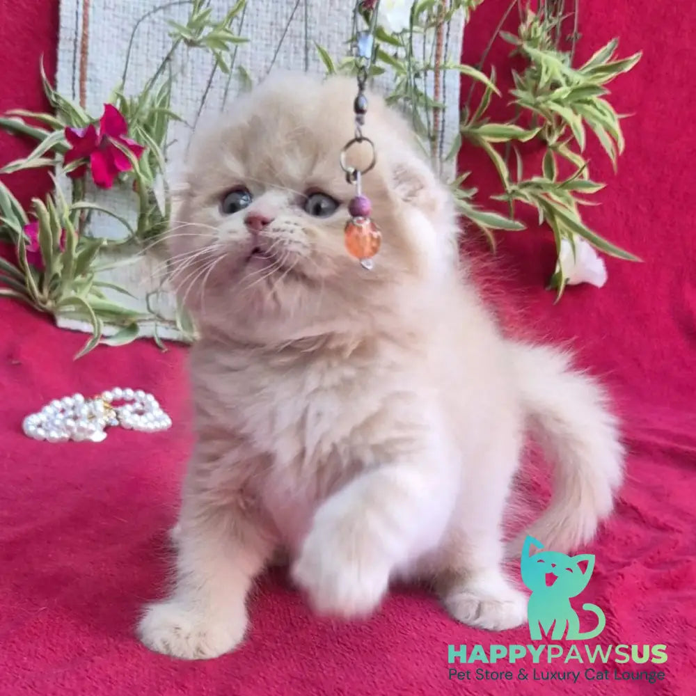 Milo Scottish Fold male cream - live animals