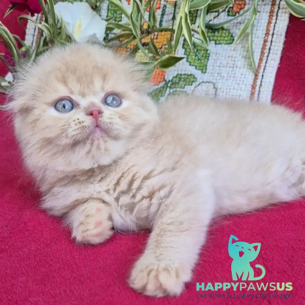 Milo Scottish Fold male cream - live animals