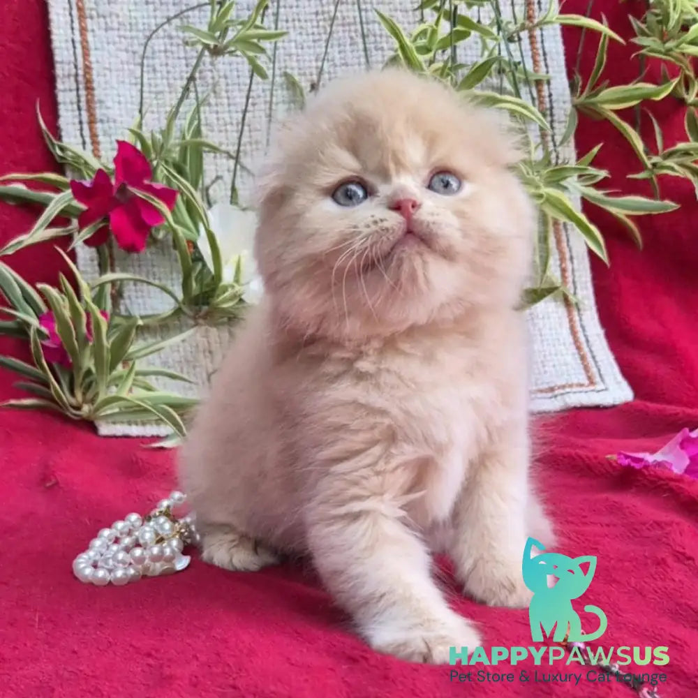 Milo Scottish Fold male cream - live animals