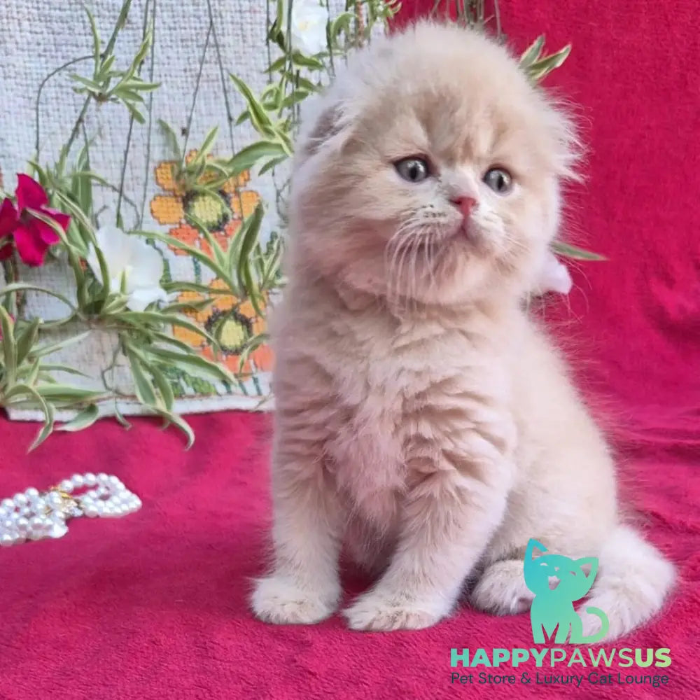 Milo Scottish Fold male cream - live animals