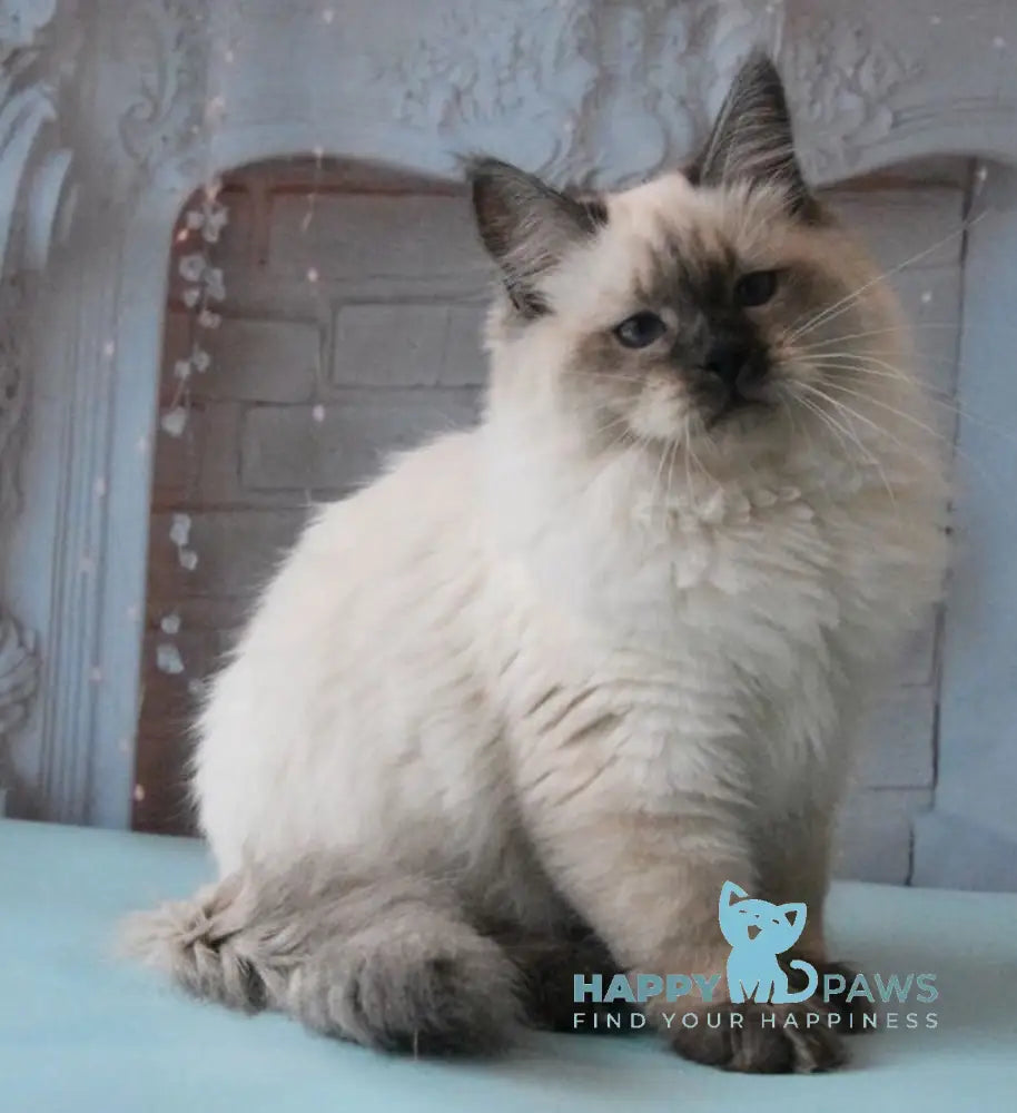 Milosh Siberian male seal pointed live animals