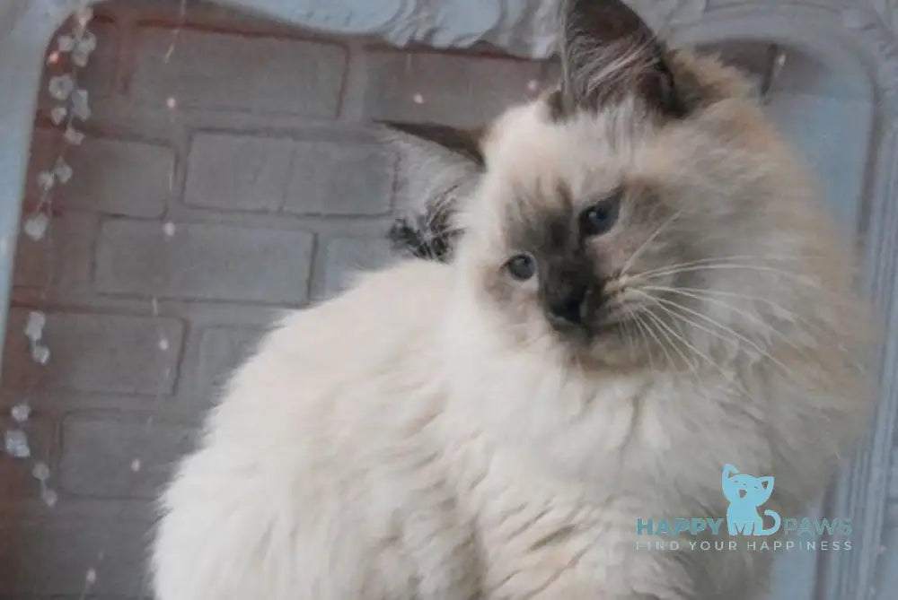 Milosh Siberian male seal pointed live animals