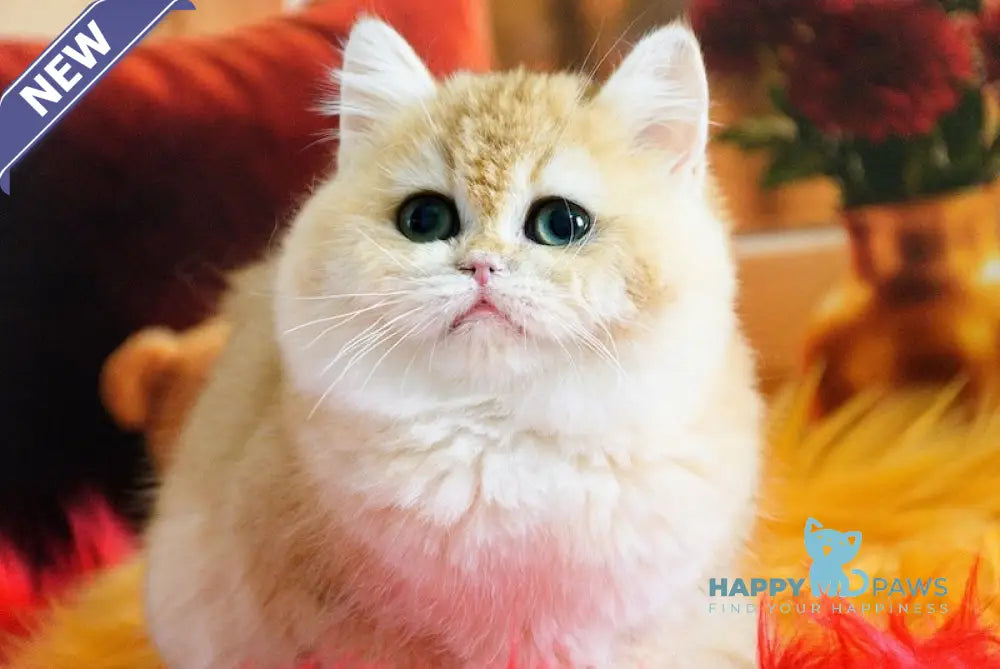 Mimi British Shorthair female black golden chinchilla live animals