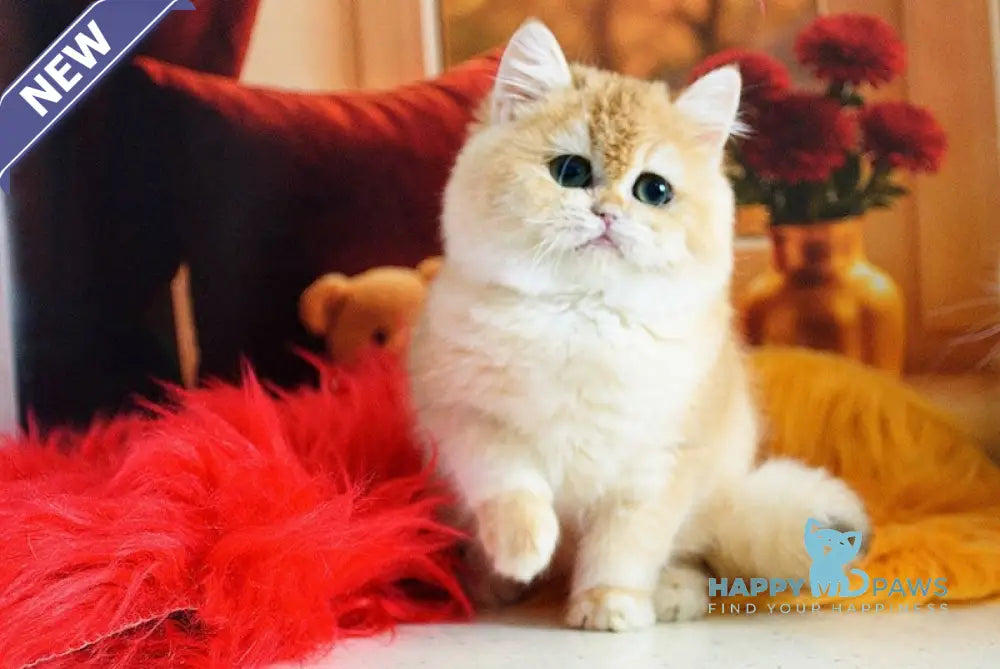 Mimi British Shorthair female black golden chinchilla live animals