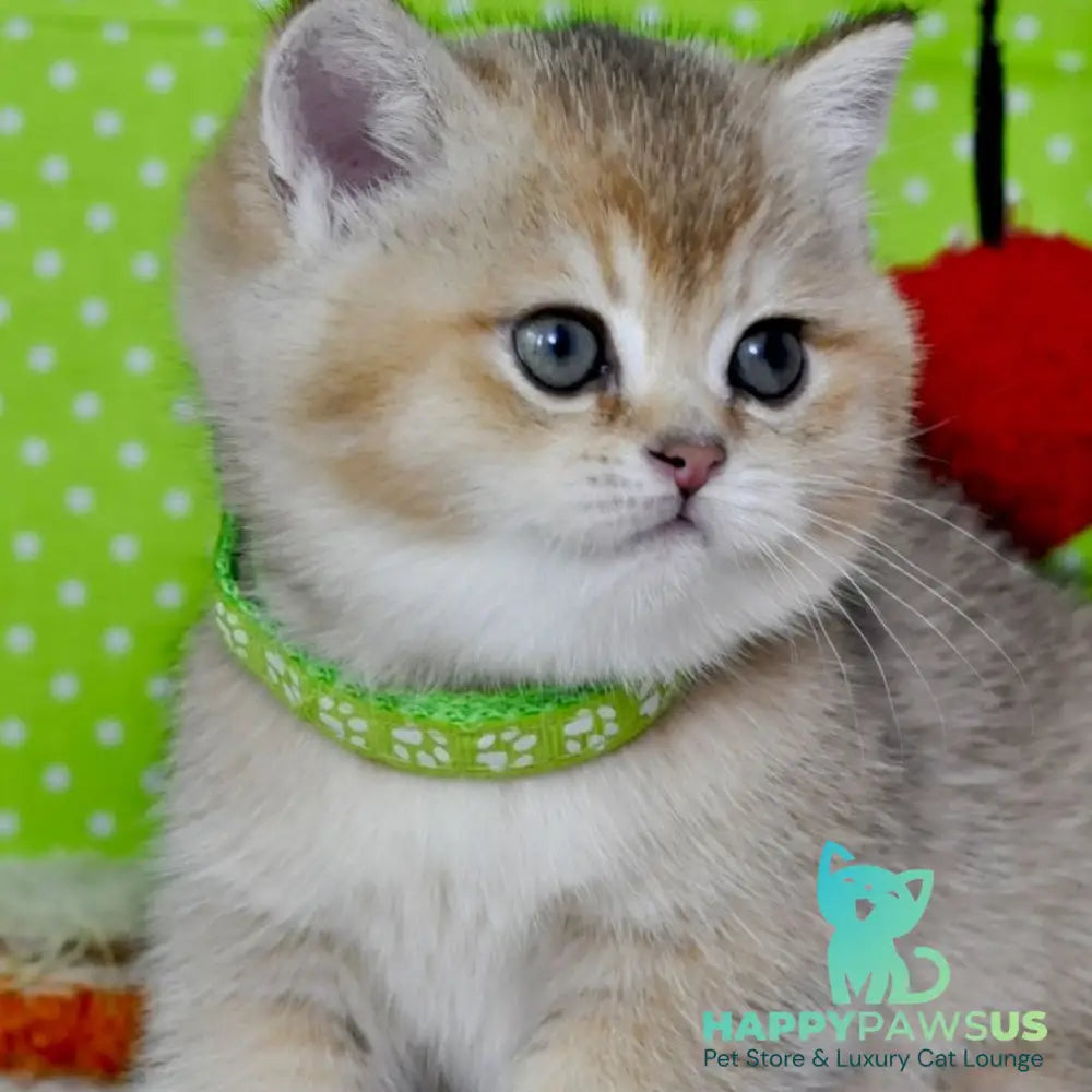 Mimi British Shorthair female black golden ticked tabby - live animals