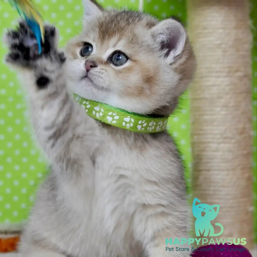Mimi British Shorthair female black golden ticked tabby - live animals