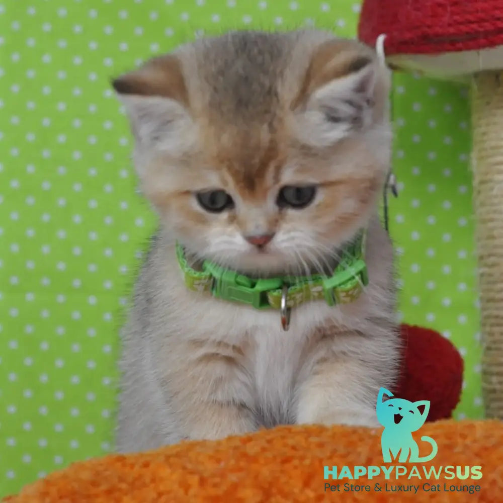Mimi British Shorthair female black golden ticked tabby - live animals
