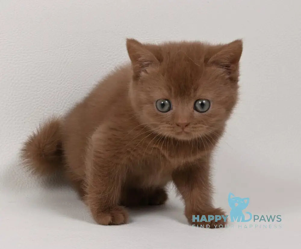Mimi British Shorthair female cinnamon - live animals