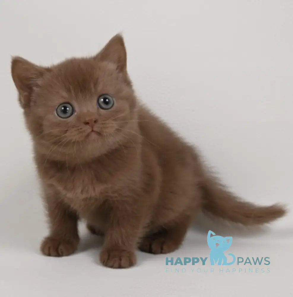Mimi British Shorthair female cinnamon - live animals