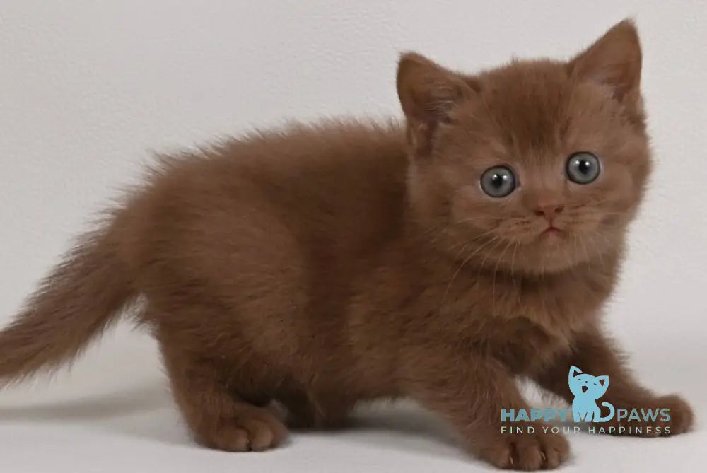 Mimi British Shorthair female cinnamon - live animals