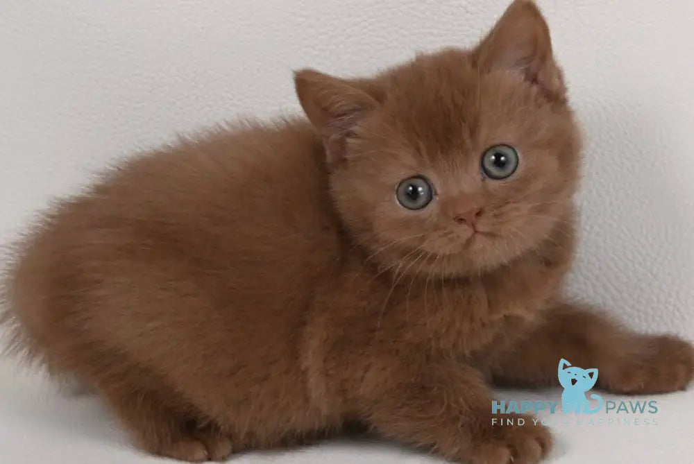Mimi British Shorthair female cinnamon - live animals
